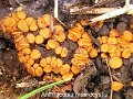 Anthracobia macrocystis-amf554